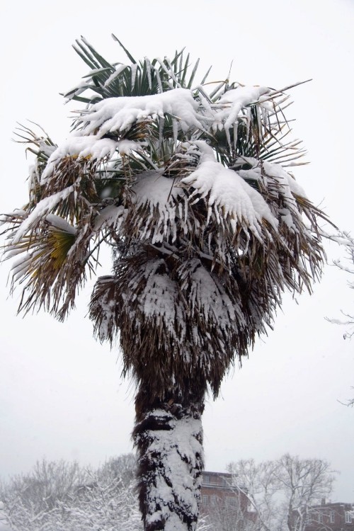 winterharte Palmen groß