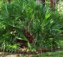5 winterharte Palmen für nachhaltiges Gartengrün
