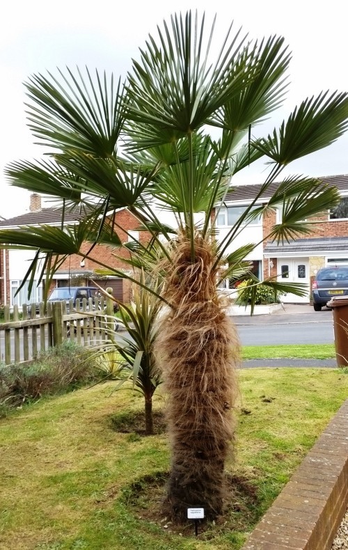 winterharte Palmen hanf palme