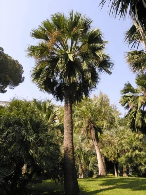 winterharte Palmen honig palme