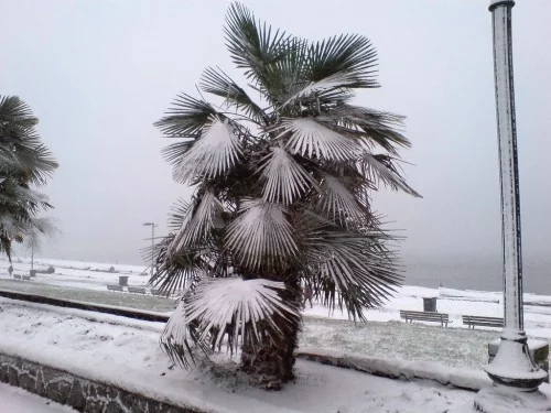 winterharte Palmen meer