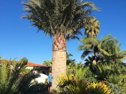 winterharte Palmen riesig