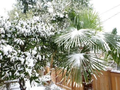 winterharte Palmen schnee