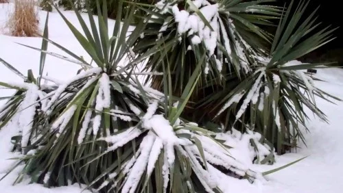 winterharte Palmen schnee