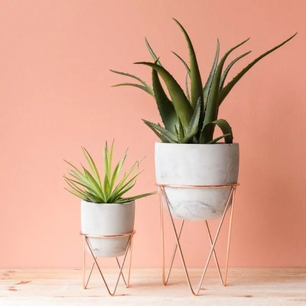 Ideen für Zimmerpflanzen-Deko Aloe Vera sehr eyecatching schöner Hintergrund weiße Töpfe