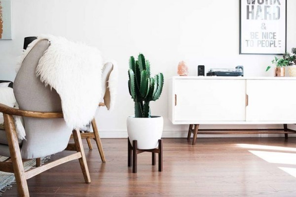 Ideen für Zimmerpflanzen-Deko ein einziger Kaktus im weißen Wohnzimmer schöner Blick