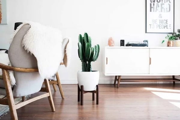 Ideen für Zimmerpflanzen-Deko ein einziger Kaktus im weißen Wohnzimmer schöner Blick