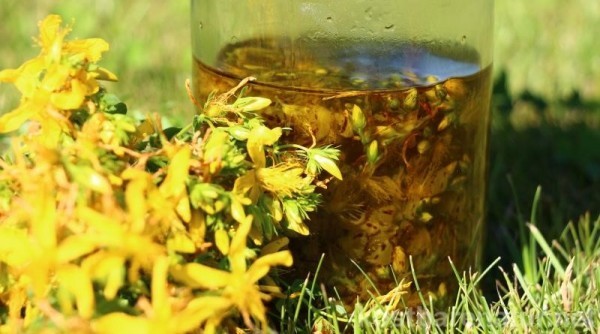 Kräuter Johanniskraut gelbe Blüten Heilmittel aus der Natur