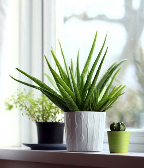 Luftreinigende Pflanzen Aloe Vera nützliche Eigenschaften für straffe strahlende Haut