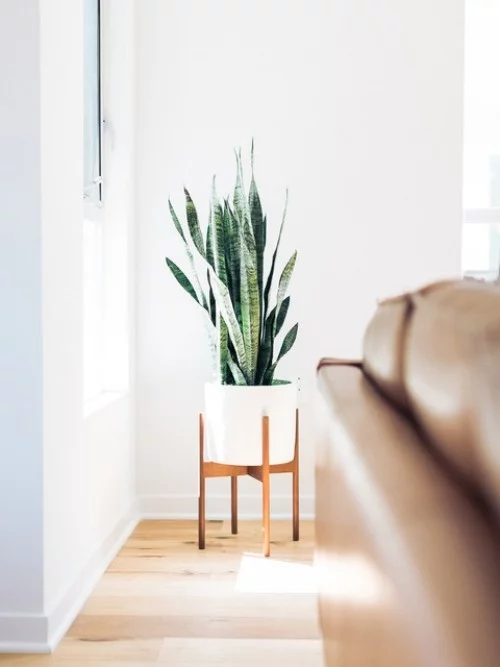 Luftreinigende Pflanzen Bogenhanf ideale Pflanze für Schlaf-und Wohnzimmer