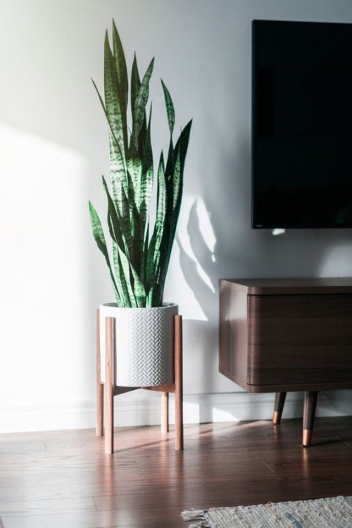 Luftreinigende Pflanzen Bogenhanf schöner Blickfang im Wohnzimmer und im Büro