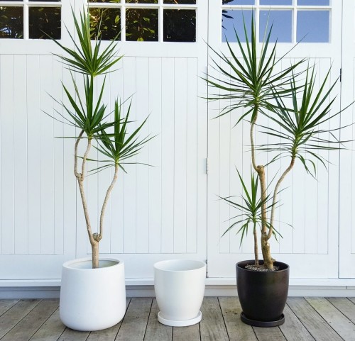 Luftreinigende Pflanzen Dracaena palmenähnliche Form exotische Präsenz im Raum