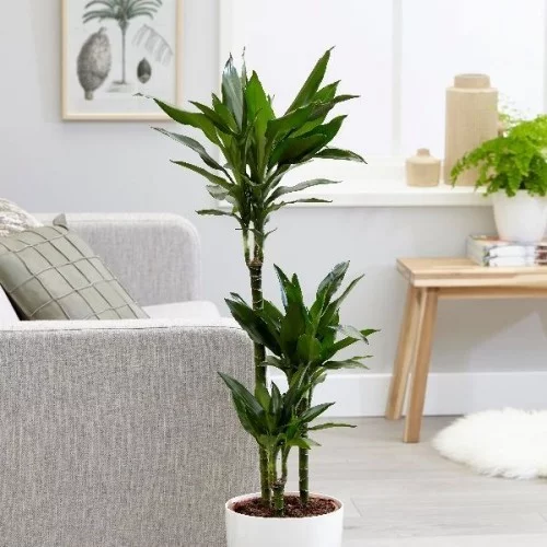 Luftreinigende Pflanzen Dracaena passende Zimmerpflanze fürs moderne Zuhause