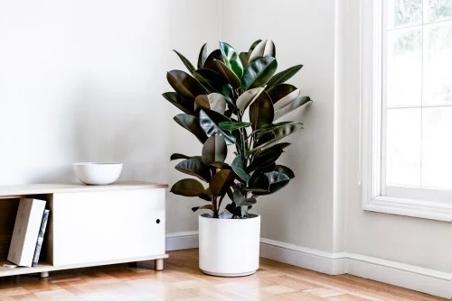 Luftreinigende Pflanzen Ficus elastica oder Gummibaum attraktiv robust pflegeleicht