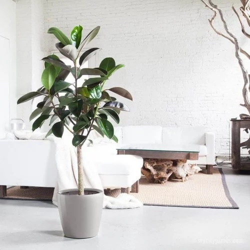 Luftreinigende Pflanzen Gummibaum im Wohnzimmer viele Ficus-Arten beste Luftreiniger
