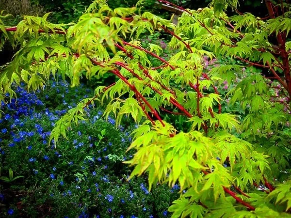 Japanischer Ahorn grüne Blätter besondere Blattform