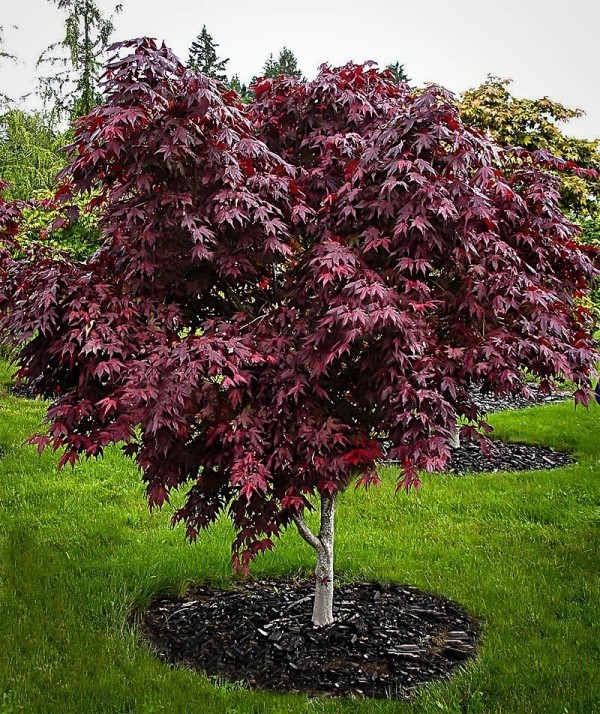 types of japanese red maple trees