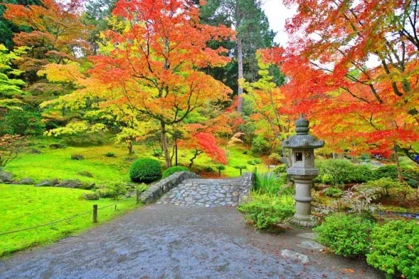 Japanischer Ahorn schöne Natur beeindruckende Formen und Farben