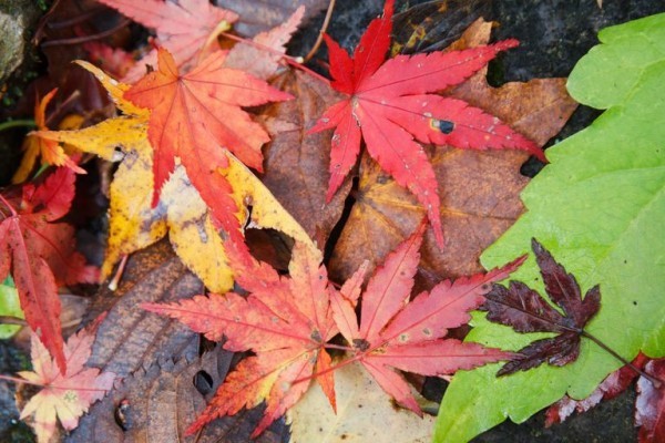 Japanischer Ahorn spektakuläre Herbstfärbung der Blätter