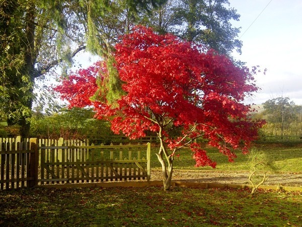 Japanischer Ahorn weinrote Herbstfärbung märchenhafte Gartenlandschaft
