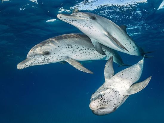 2018 Ocean Art Contest 1. Platz Eugene Kitsios „Atlantic Spotted Dolphins“, Zügeldelfine
