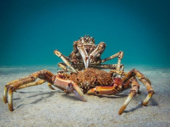 2018 Ocean Art Contest 1. Platz PT Hirschfield „Cannibal Crab“, Seespinne