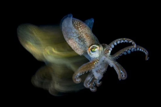 2018 Ocean Art Contest 3. Platz Fabio Iardino „Speedy Cuttlefish“, Kuttelfisch