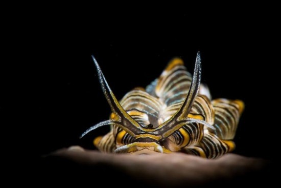 2018 Ocean Art Contest 5. Platz Alvin Cheung „Butterfly in the Dark“, Cyerce nigra