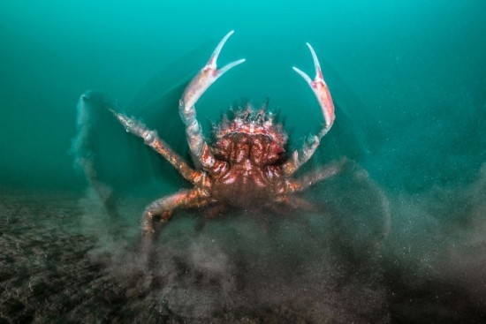 2018 Ocean Art Contest Henley Spiers „Spider Crab Attack“, Seespinne