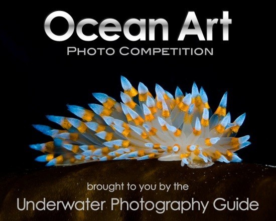 2018 Ocean Art Contest Sieger – hier sind die besten Unterwasserfotos des Jahres