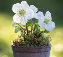 Christrose – die richtige Gartenschönheit auch bei Minusgraden