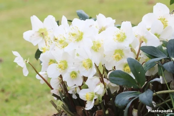 Christrose schneeweiße Blüten natürlicher Charme
