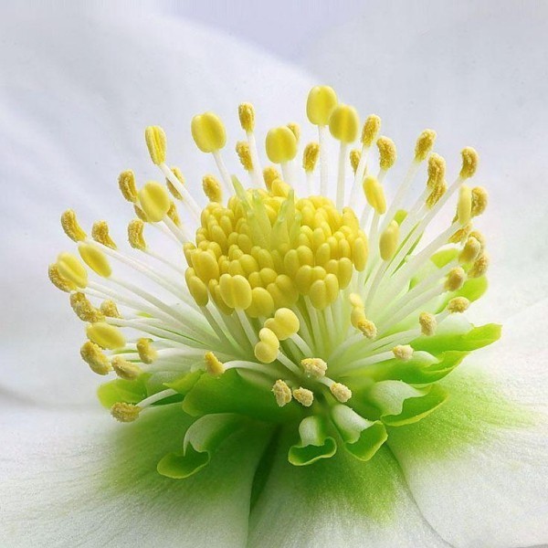 Christrose zarte Blüte natürliche Schönheit