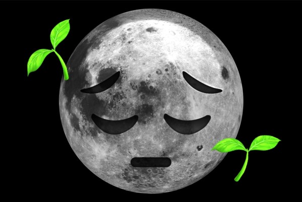 Großer Schritt für die Menschheit Erste Pflanzen keimen auf der Mondrückseite unglücklicher mond pflanze