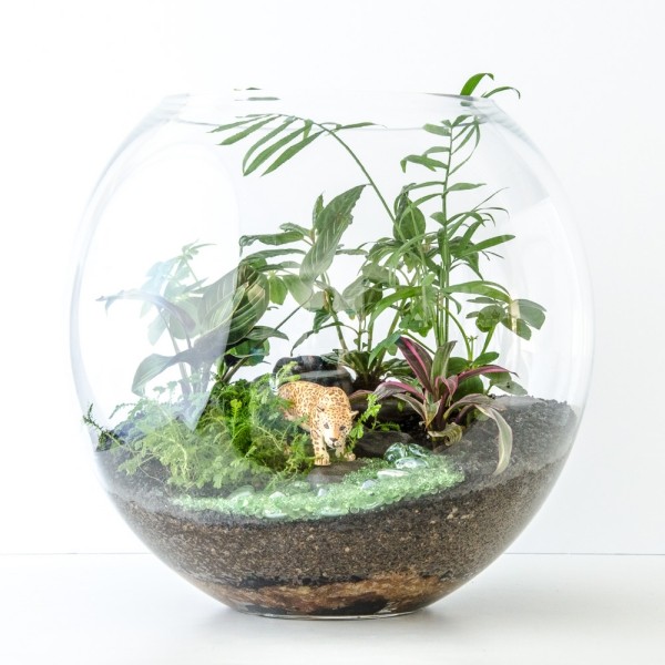 Terrarium Pflanzen mit denselben Licht-und Wasserbedürfnissen