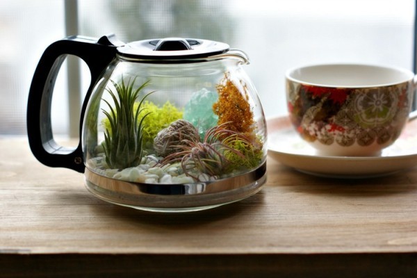 Was Sie für ein Terrarium zuhause wirklich brauchen? - Fresh Ideen für