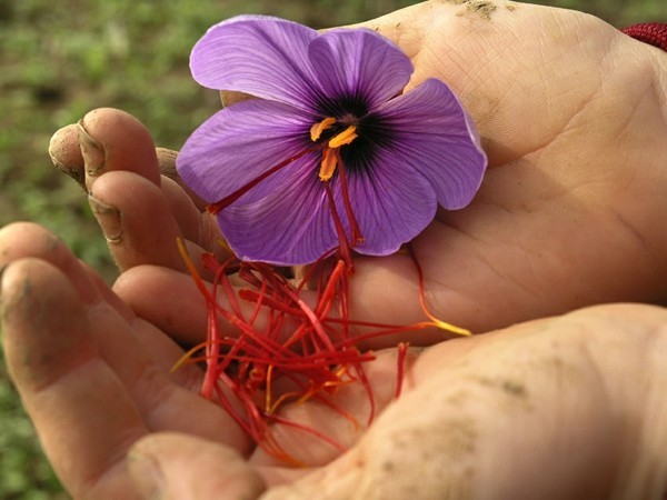 safran gewürz blüten per hand pflücken