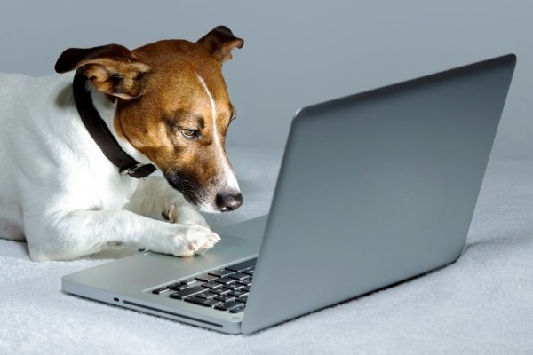 Die besten Smart Home Gadgets für Haustiere jack russel terrier benutzt laptop