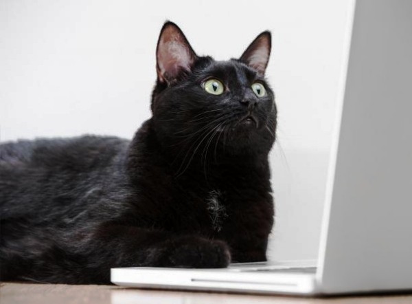 Die besten Smart Home Gadgets für Haustiere katze benutzt laptop