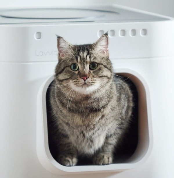 Die besten Smart Home Gadgets für Haustiere lavviebot intelligentes katzenklo