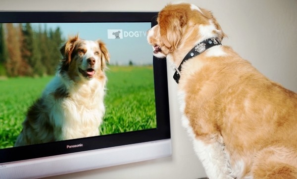 Die besten Smart Home Gadgets für Haustiere petchatz dogtv hd fernsehen für hunde