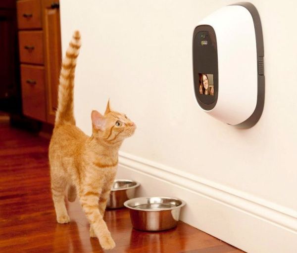 Die besten Smart Home Gadgets für Haustiere petchatz kommunikation mit der katze und hund