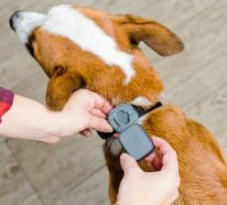Die besten Smart Home Gadgets für Haustiere