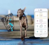 Die besten Smart Home Gadgets für Haustiere