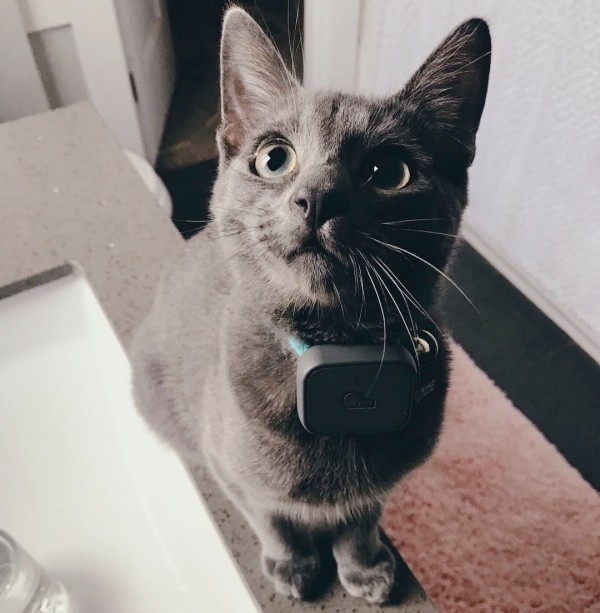 Die besten Smart Home Gadgets für Haustiere whistle 3 gps für katzen