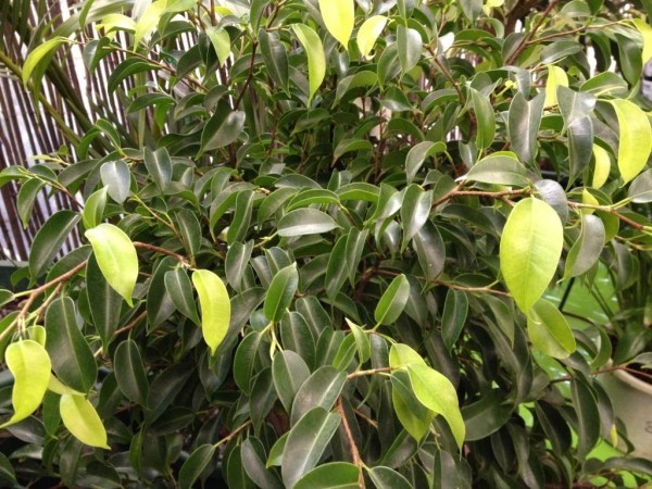 Ficus Bejamini junge Blätter etwas heller