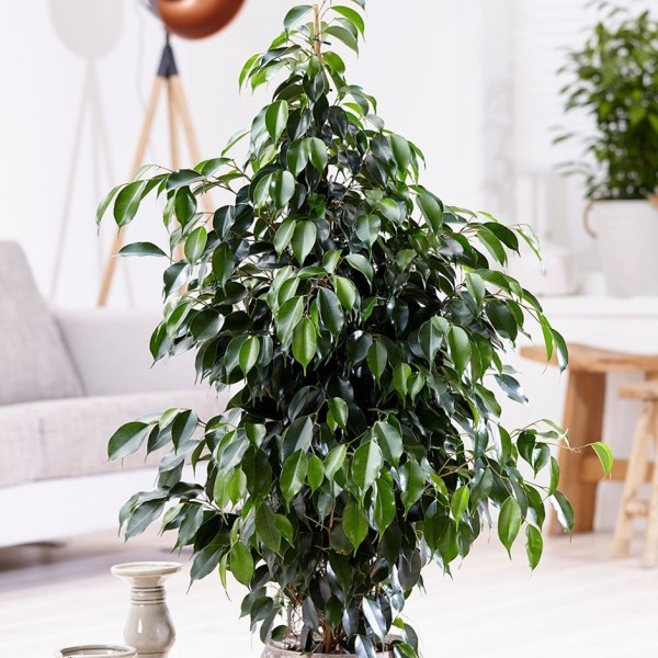 So Haben Sie Mehr Von Ihrem Ficus Benjamini - Freshideen