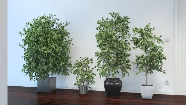 Ficus Benjamini tolles Arrangement vier Pflanzen