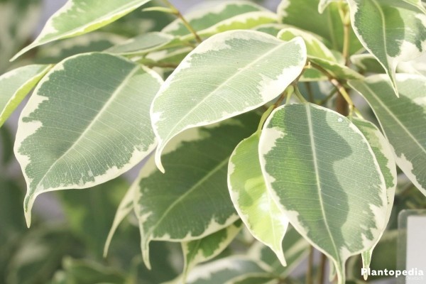 Ficus Benjamini weiß-grün marmorierte Blätter fallen auf