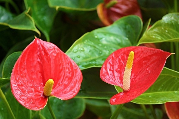 Glücksbringer Pflanzen Anthurie schöne knallrote Blüte Männerglück